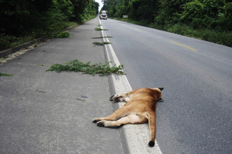 Velocidade reduzida em trecho da BR-101 pode conter atropelamentos de animais na Rebio de Sooretama (ES)