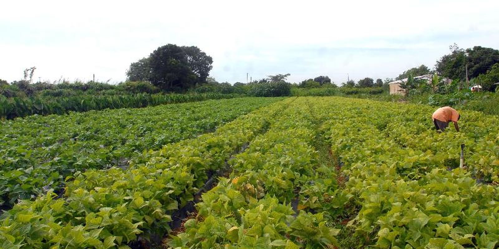 CMN prorroga parcelas de crédito rural a afetados por seca no Nordeste CMN prorroga parcelas de crédito rural a afetados por seca no Nordeste