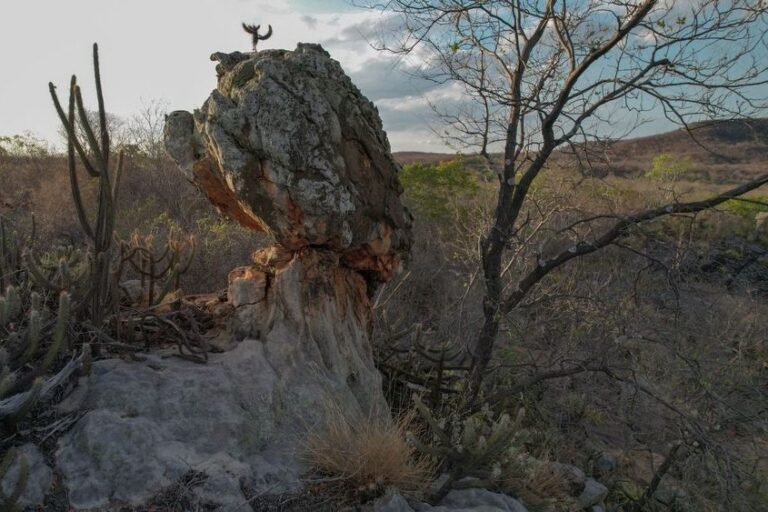 Governo do Piauí cria unidade de conservação na Caatinga