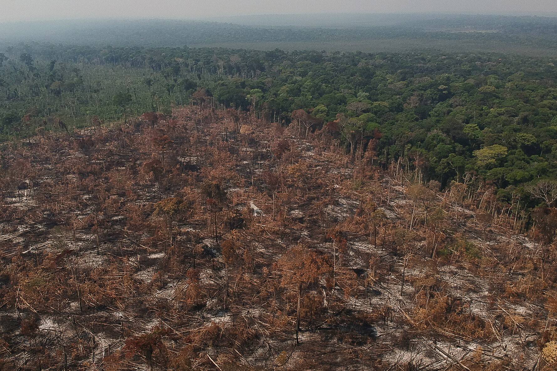 Ilegalidade atinge 91% do desmatamento na Amazônia e 51% no Cerrado Ilegalidade atinge 91% do desmatamento na Amazônia e 51% no Cerrado