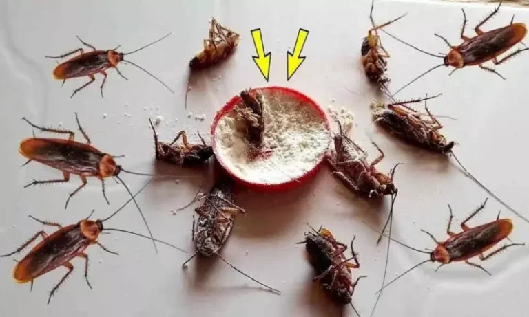 Saiba como fazer o famoso repelente para baratas com apenas 3 ingredientes