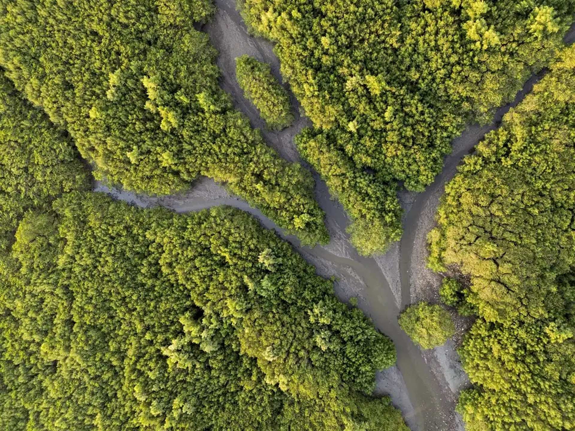 A Natureza como Sujeito de Direitos: Mudança Conceitual ou Marketing Ecológico? A Natureza como Sujeito de Direitos: Mudança Conceitual ou Marketing Ecológico?