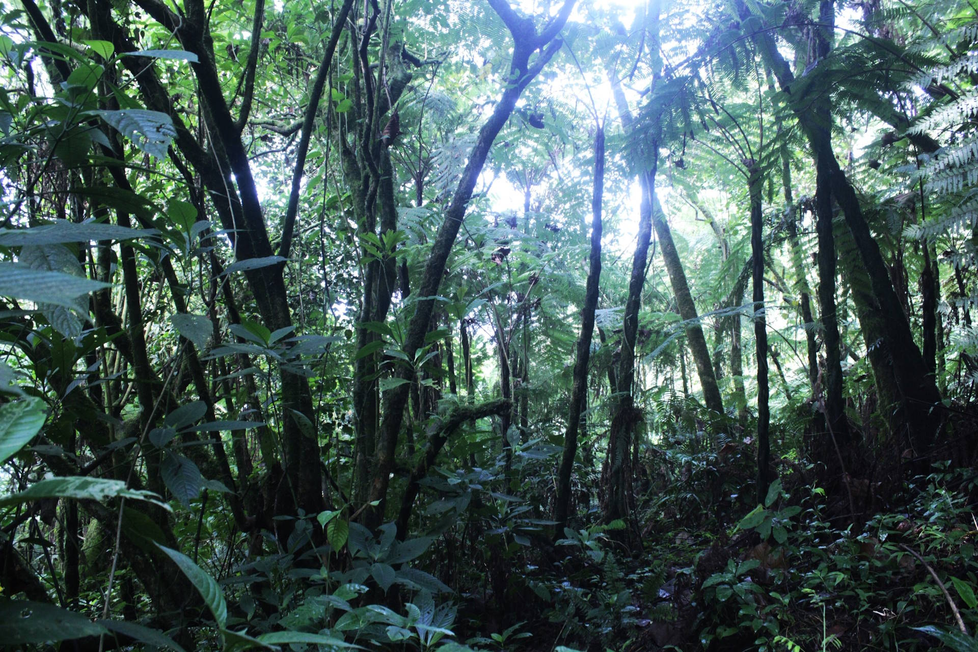 Fundo bilionário para florestas tropicais começa a ganhar corpo, avalia o governo Fundo bilionário para florestas tropicais começa a ganhar corpo, avalia o governo