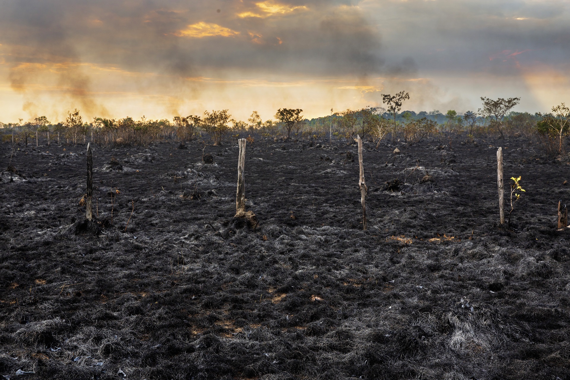 Mesmo com queda no desmatamento, fogo no entorno da BR-319 continua aumentando Mesmo com queda no desmatamento, fogo no entorno da BR-319 continua aumentando