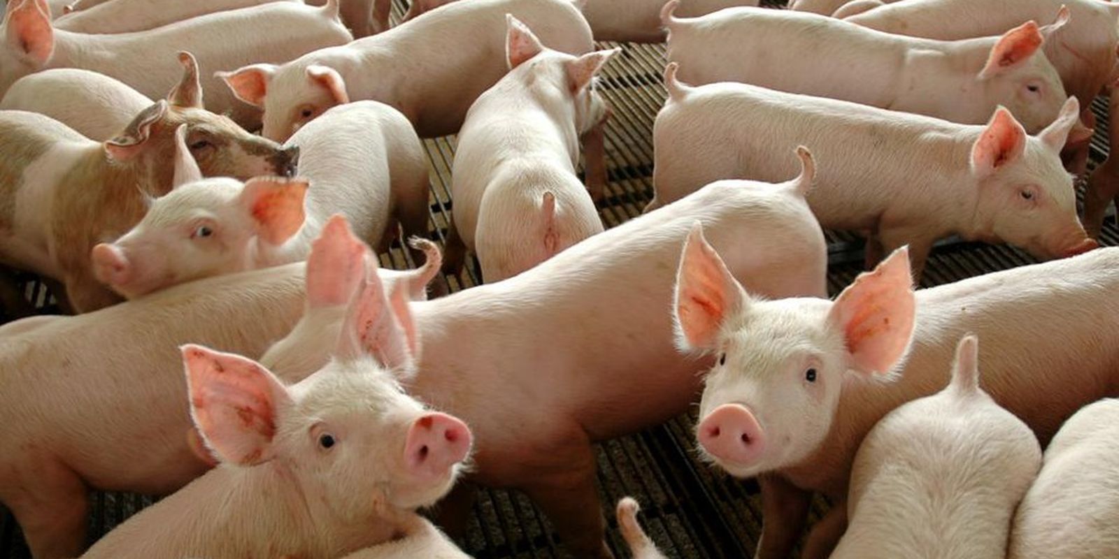 Chile passará a importar carne suína do Paraná Chile passará a importar carne suína do Paraná