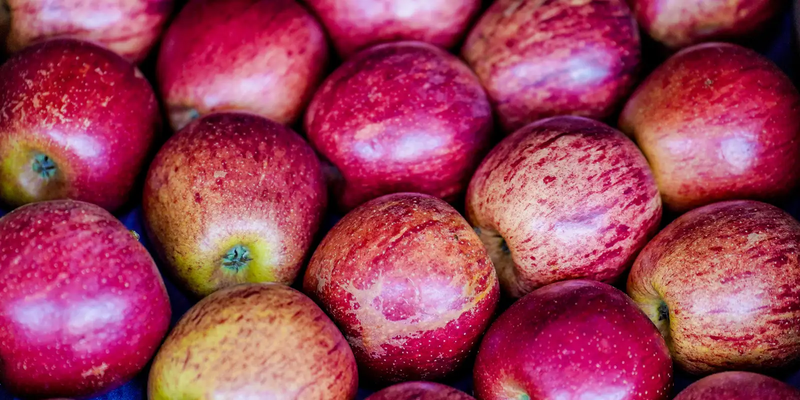 Exportação de frutas cresceu 26% no primeiro trimestre de 2025 Exportação de frutas cresceu 26% no primeiro trimestre de 2025