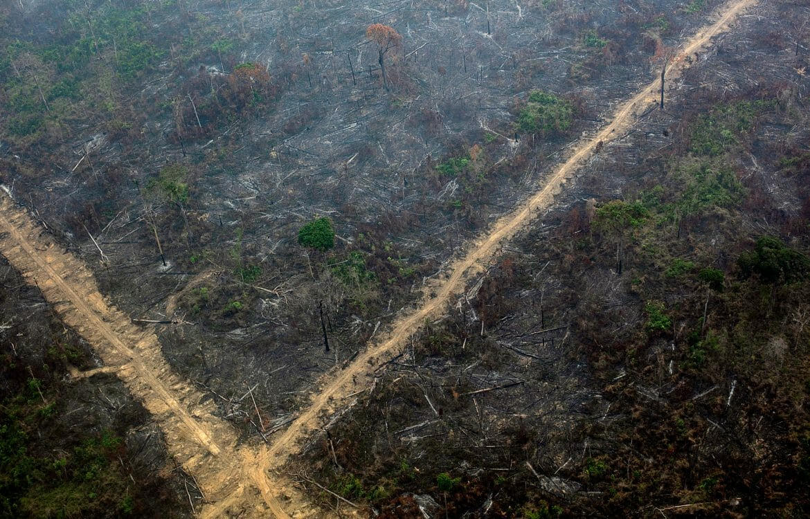 Grileiros da Floresta Nacional do Jamanxim devem sair da unidade, diz justiça Grileiros da Floresta Nacional do Jamanxim devem sair da unidade, diz justiça