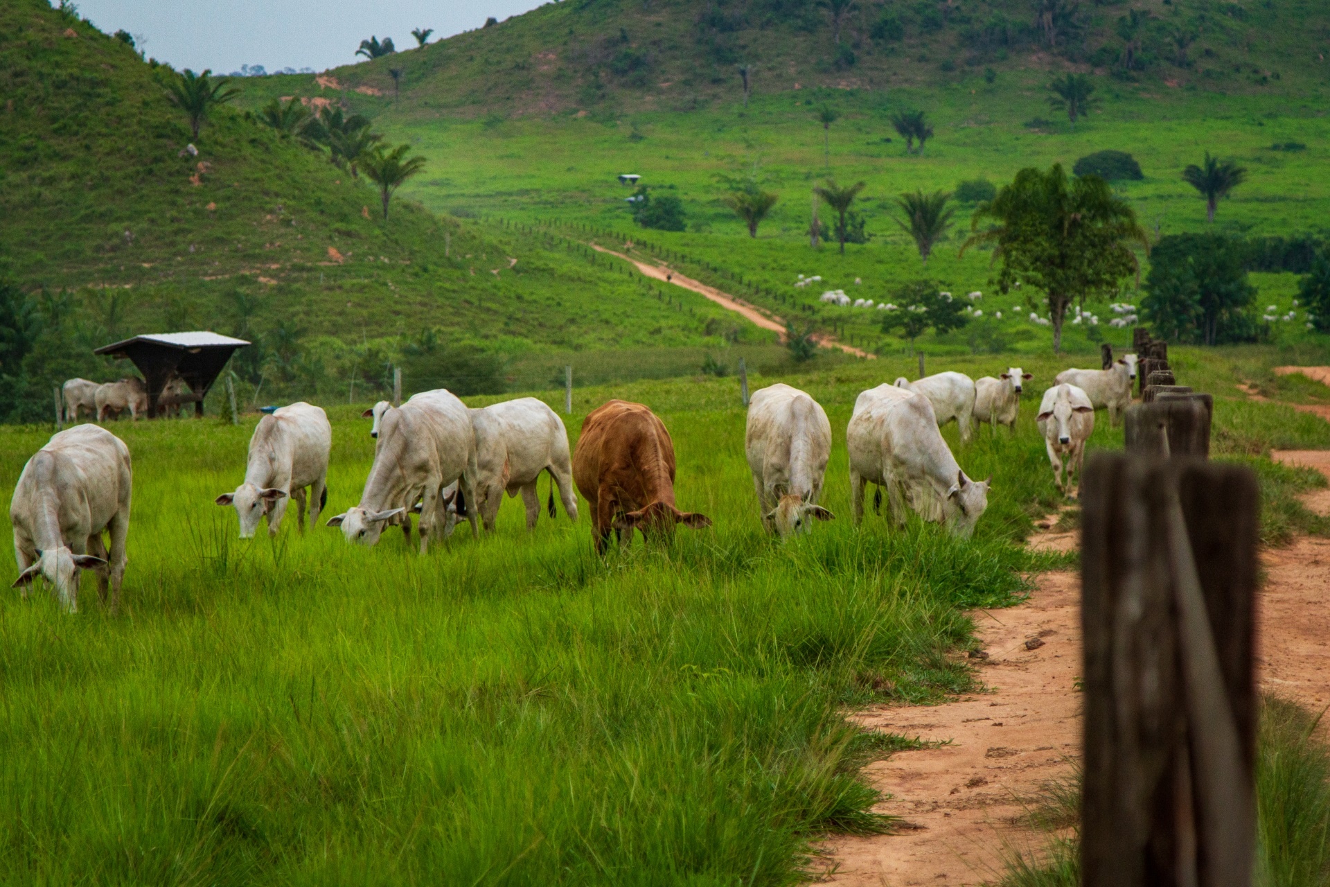 Ao menos 6 milhões de cabeças de gado no Pará estão irregulares entre indiretos Ao menos 6 milhões de cabeças de gado no Pará estão irregulares entre indiretos