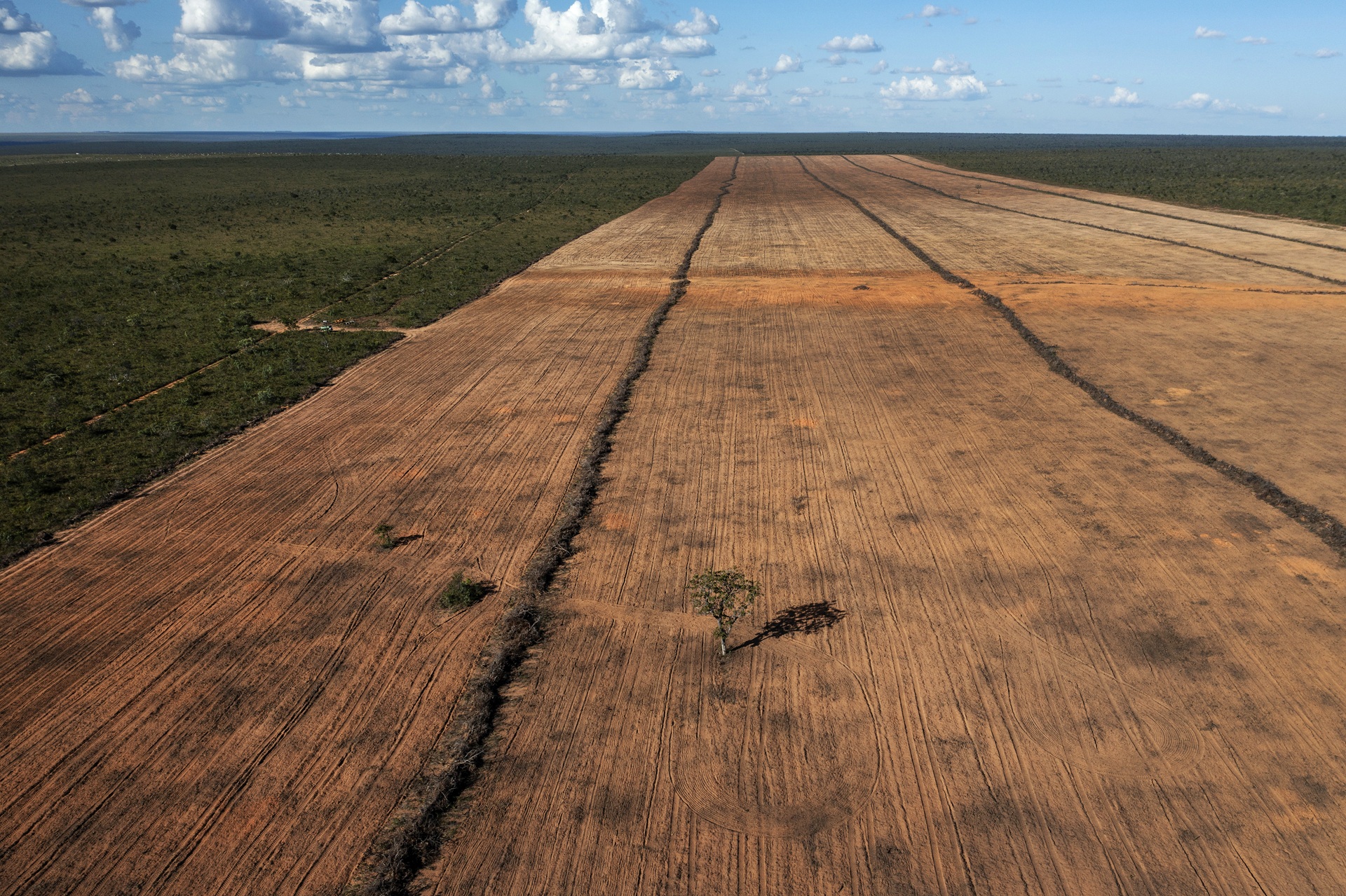 Cerrado perdeu 1.786 hectares de vegetação nativa por dia em 2024, mostra Mapbiomas Cerrado perdeu 1.786 hectares de vegetação nativa por dia em 2024, mostra Mapbiomas