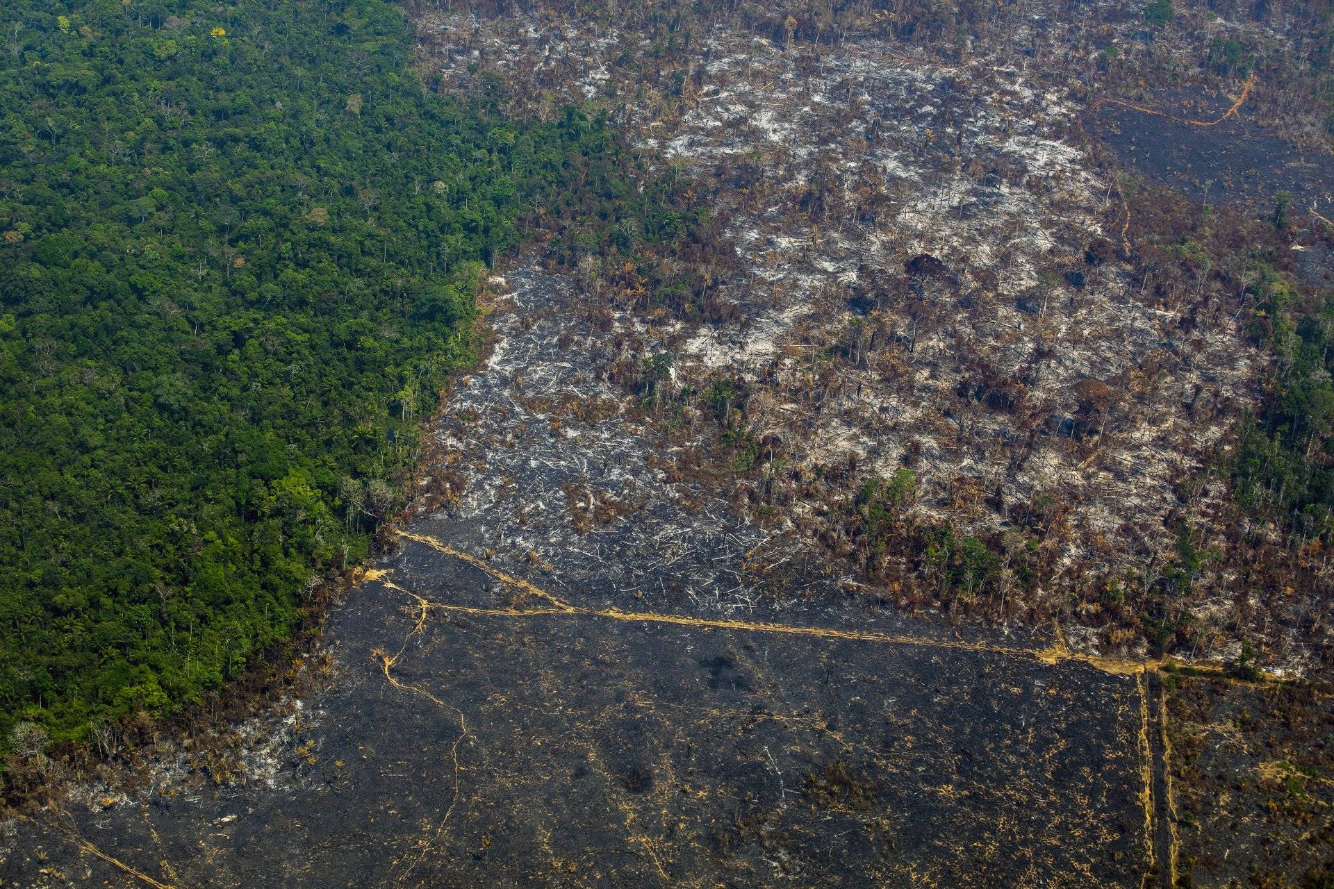 Governo Federal embarga 544 propriedades com ilícitos ambientais em Altamira Governo Federal embarga 544 propriedades com ilícitos ambientais em Altamira