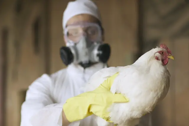 Gripe aviária no Brasil: posso comer frango e ovos sem risco?