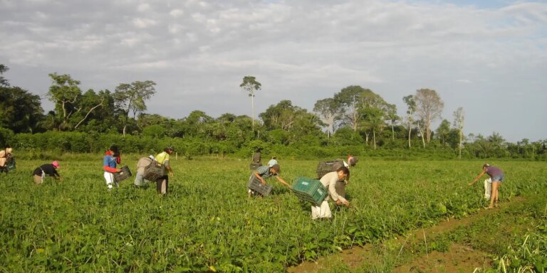 Produtores afetados por estiagem no RS podem renegociar crédito rural