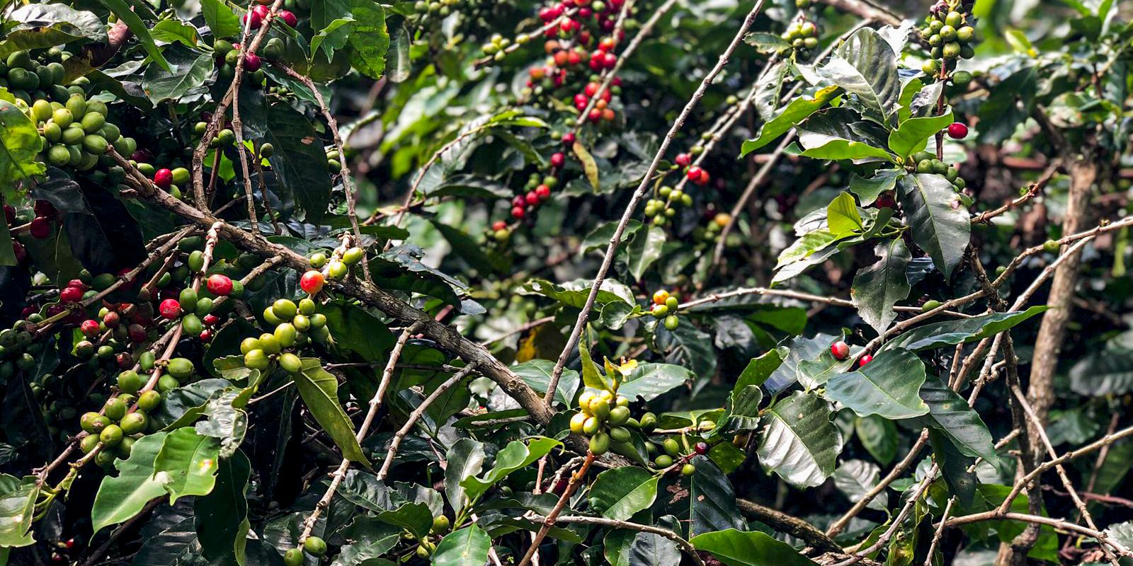 Safra de café deve crescer 2,7% e chegar a 56 milhões de sacas em 2025 Safra de café deve crescer 2,7% e chegar a 56 milhões de sacas em 2025