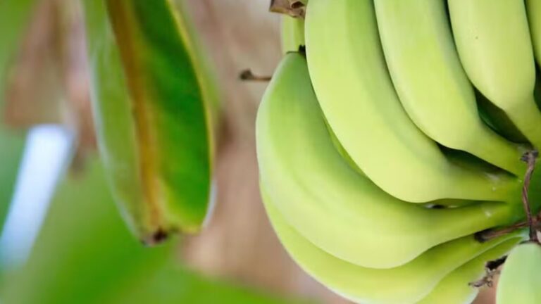 Verde, amarela ou madura: saiba melhor momento para comer a banana e por quê