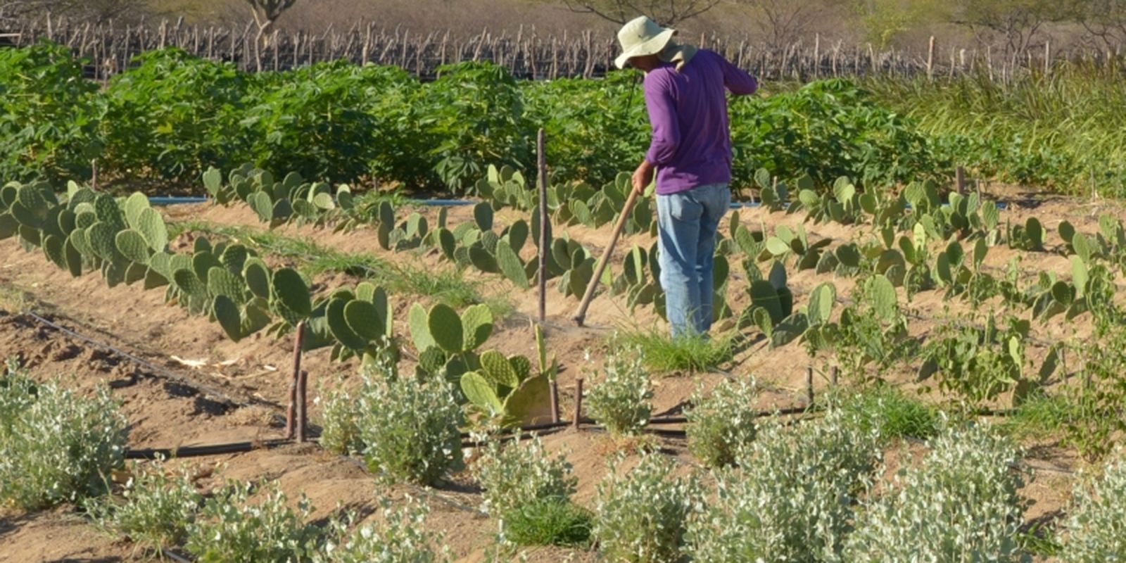 Estudo mostra ganhos necessários para vida digna em áreas do semiárido Estudo mostra ganhos necessários para vida digna em áreas do semiárido
