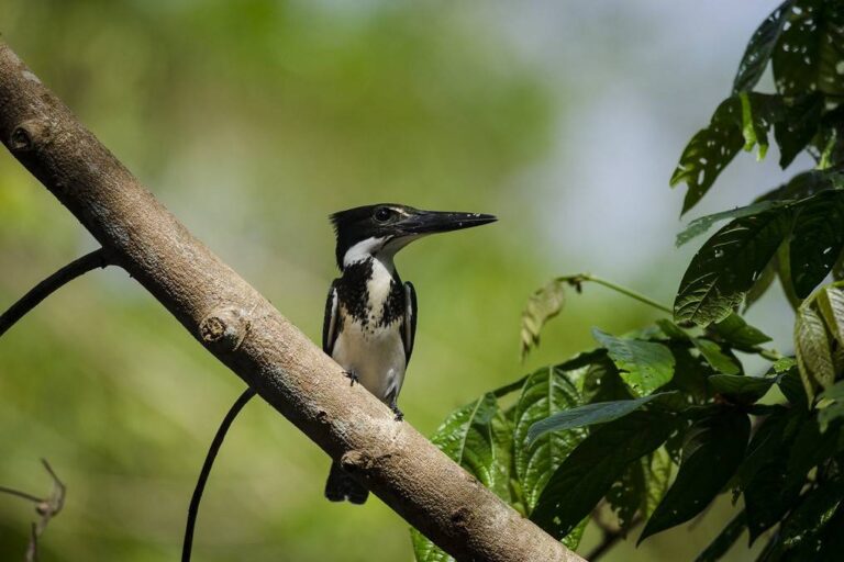 Ministério abre chamada para criação e ampliação de UCs na Amazônia