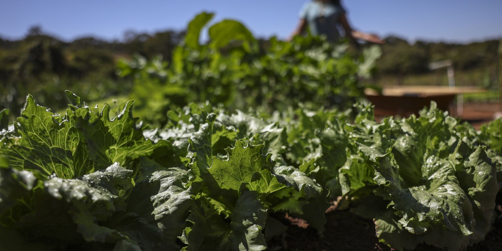 Parceria destina R$ 299 milhões para agricultura familiar na Bahia Parceria destina R$ 299 milhões para agricultura familiar na Bahia