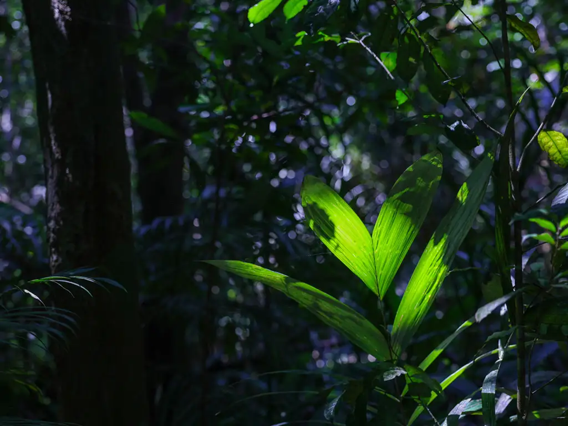 Restauração florestal é oportunidade que estados da Amazônia ainda estão deixando passar Restauração florestal é oportunidade que estados da Amazônia ainda estão deixando passar