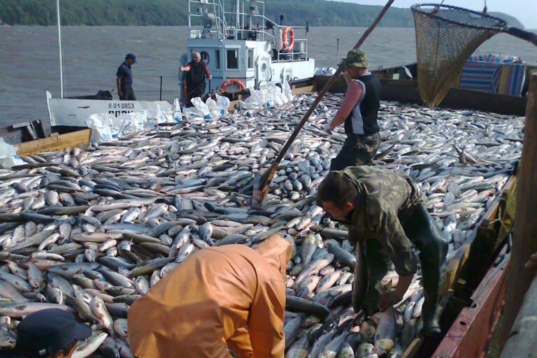 Acordo da OMC não corta subsídios mais danosos à sobrepesca mundial
