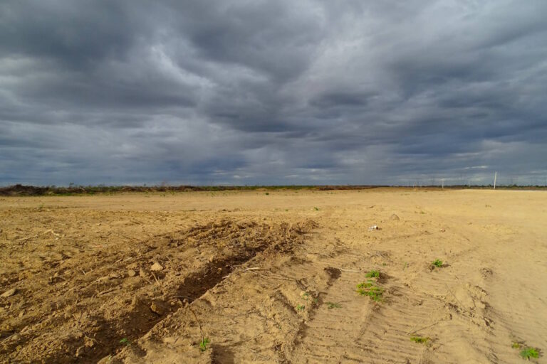 Recorde de desmatamento na Caatinga atinge terras ligadas ao caso Boi Gordo