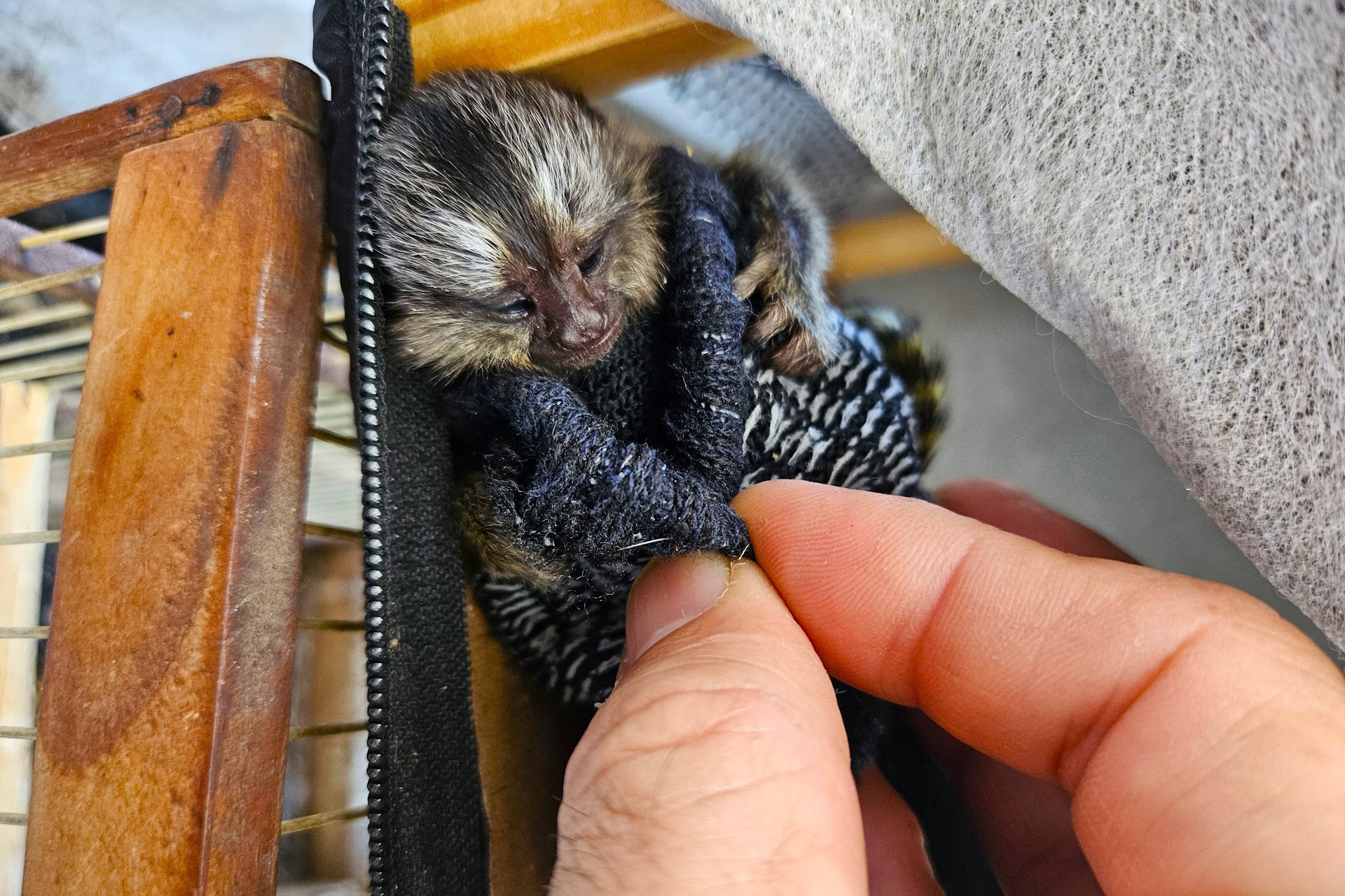 UICN adota resolução que promete uma lapada nos crimes ambientais globalizados