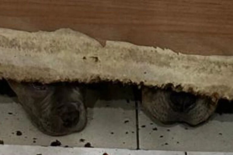 Dono de “lojas de horrores” onde cães eram maltratados é condenado