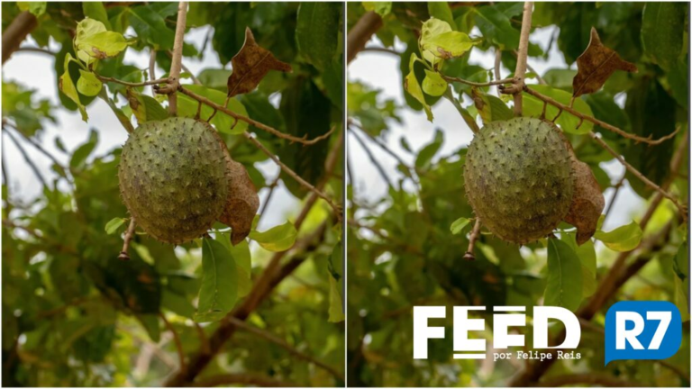 Gelatina feita com fruta popular ganha fama de “bomba da juventude”; especialistas explicam
